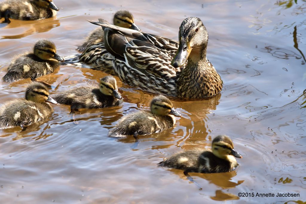 duckfambam
