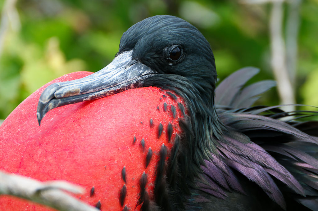 Dudelsackvogel