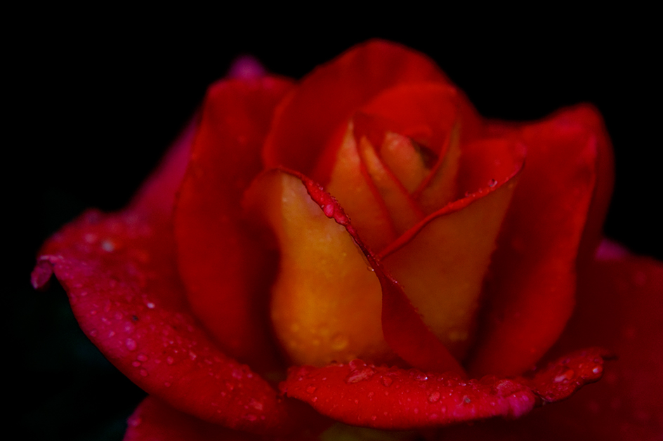 Duftende Rose..