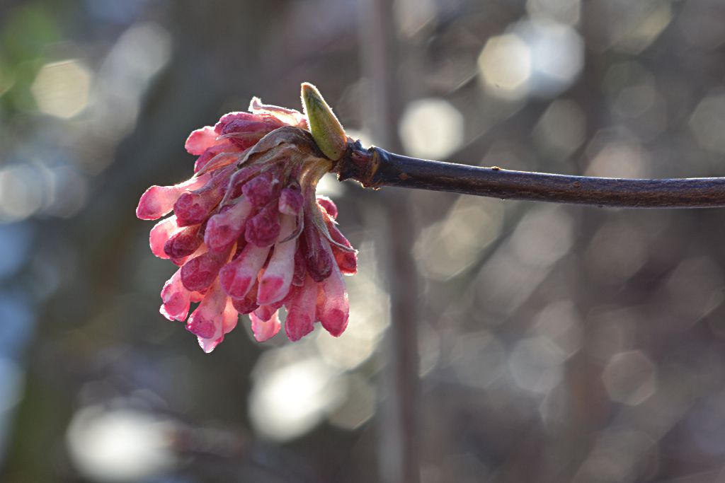 Duftschneeball Viburnum x bodnantense im Gegenlicht
