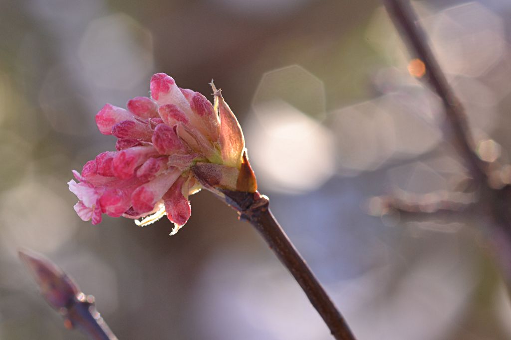 Duftschneeball Viburnum x bodnantense im Gegenlicht