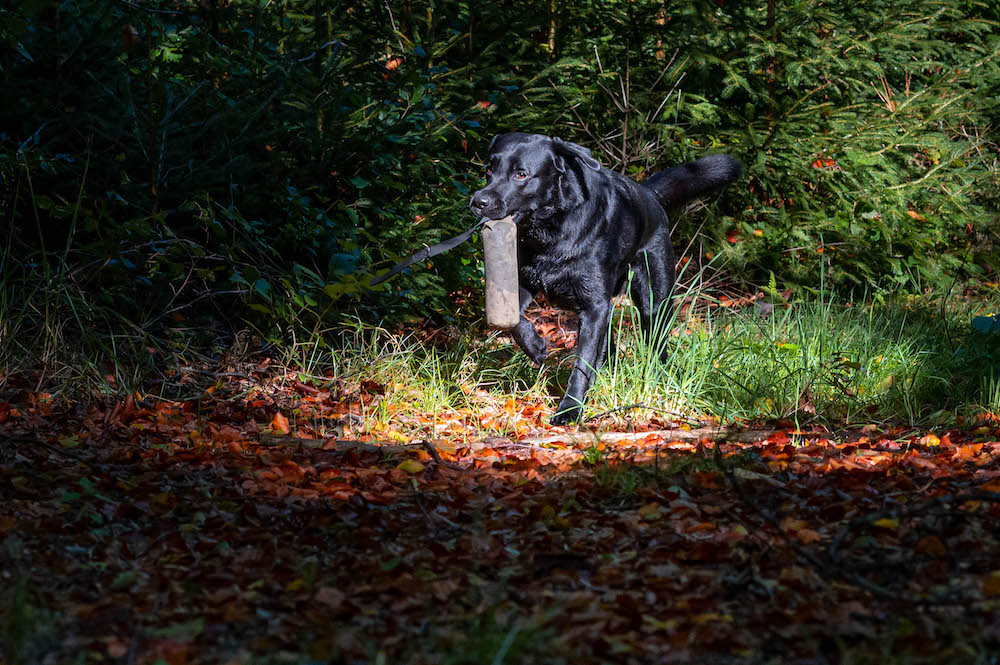 Dummy-Apport im Herbstlaub