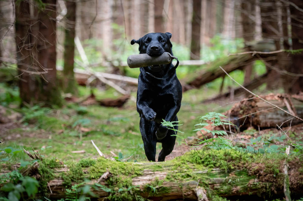 Dummytraining im Wald