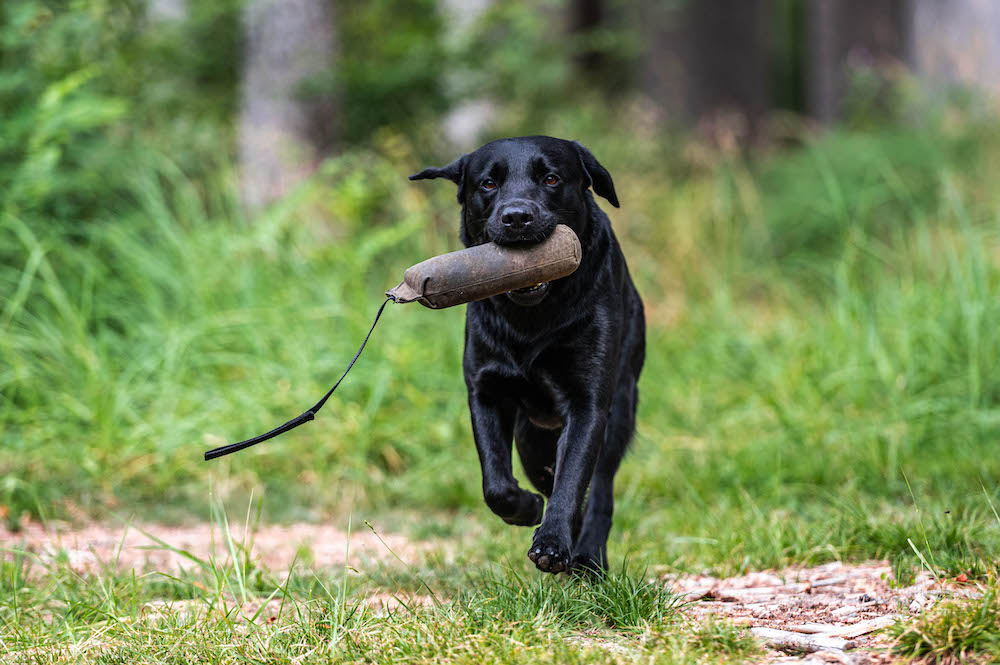 Dummytraining im Wald