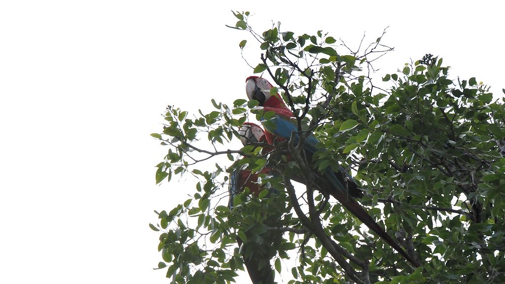 Dunkelroter Ara, auch Grünflügel Ara genannt (RedAndGreenMacaw)
Burro-Burro River, Surama
2256