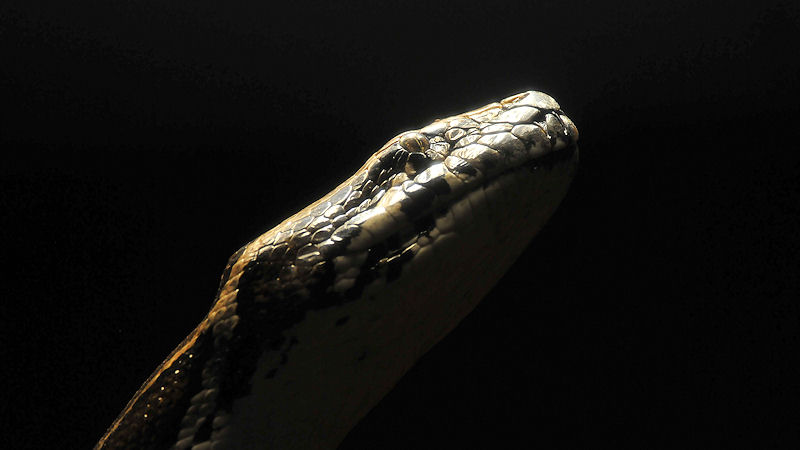 Dunkler Tigerpython
Reptilium Landau
(7585)