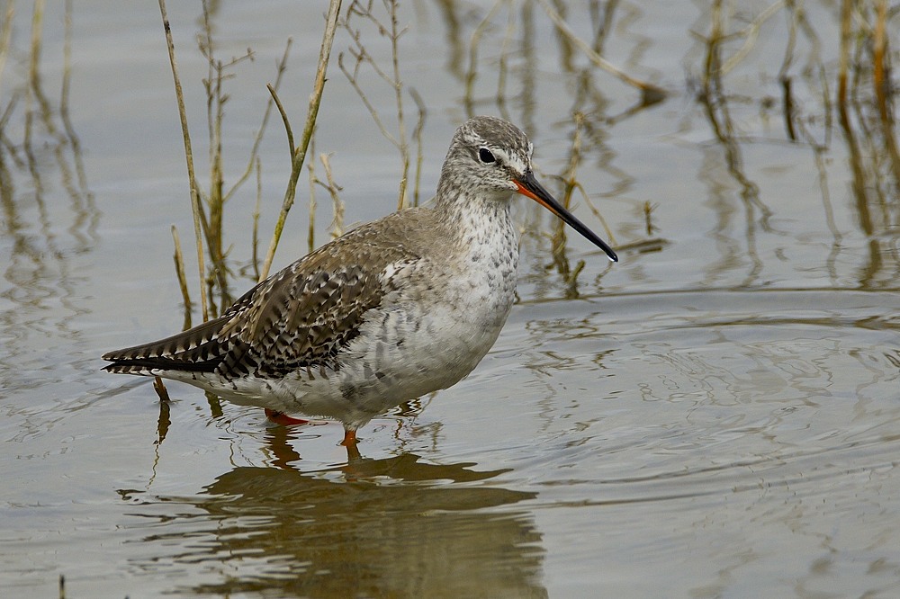 Dunkler Wasserläufer 2015 03963
