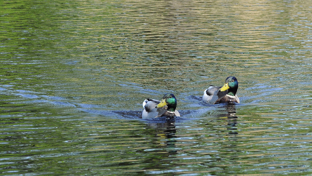 Duo1
