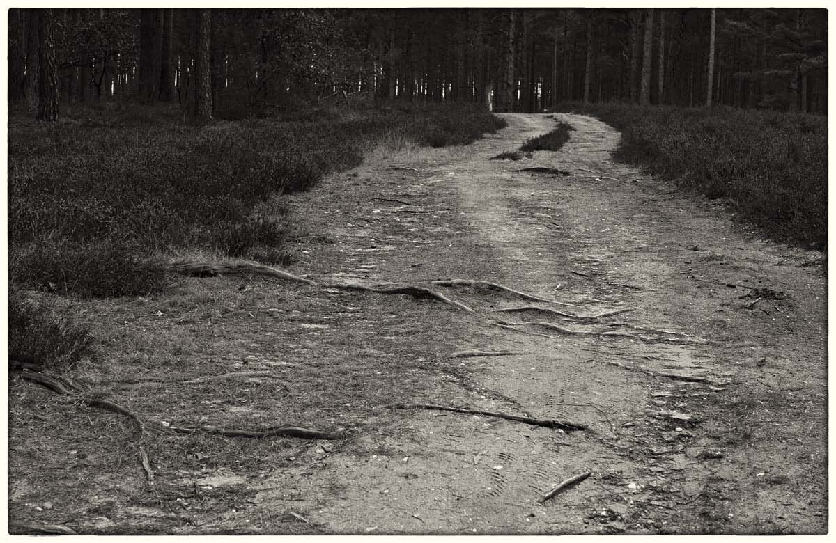 Durchwurzelt_BW.jpg
