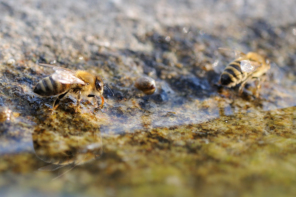 Durstige Bienen 1