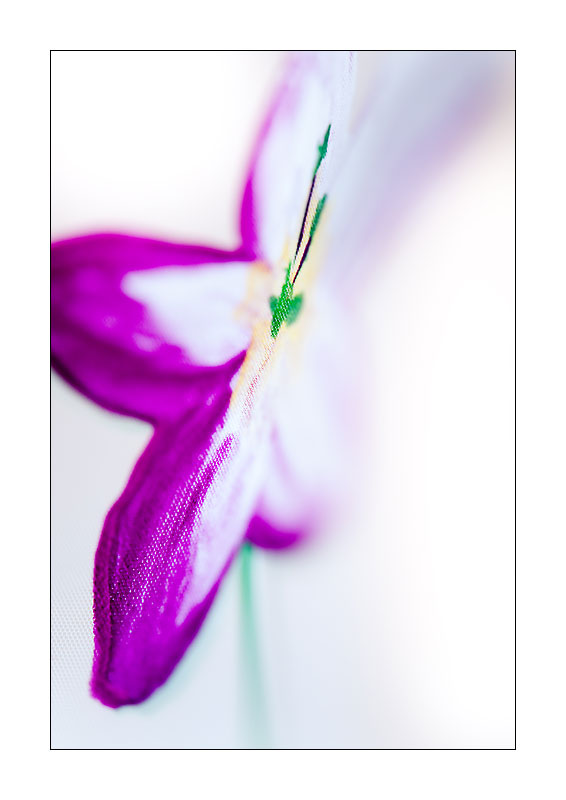 Duschvorhangblume