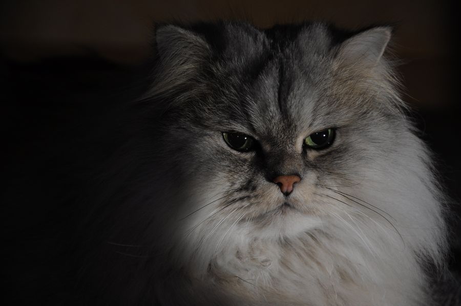 Dwalin beim SB-900 Test
