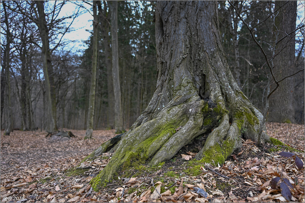 DZ7_0330.jpg