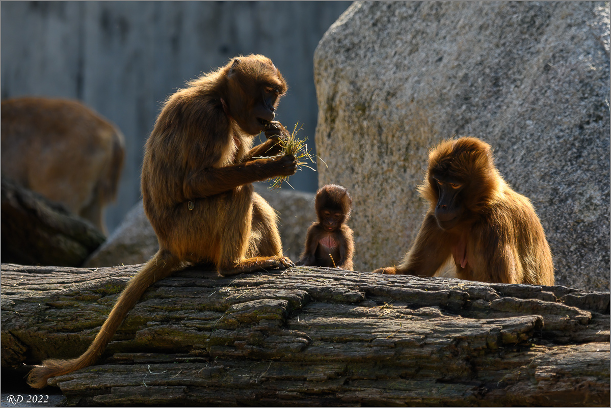 DZ7_3483-Bearbeitet.jpg