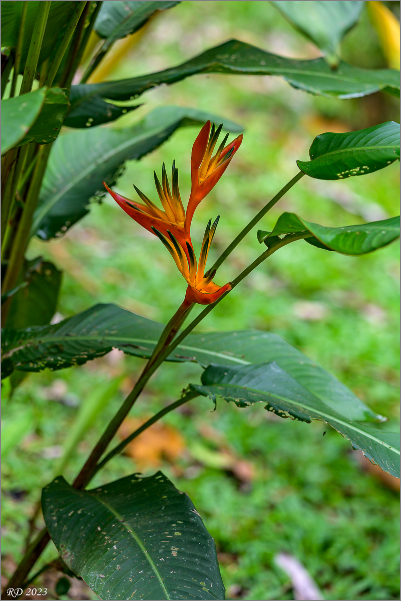 DZ7_4491.jpg