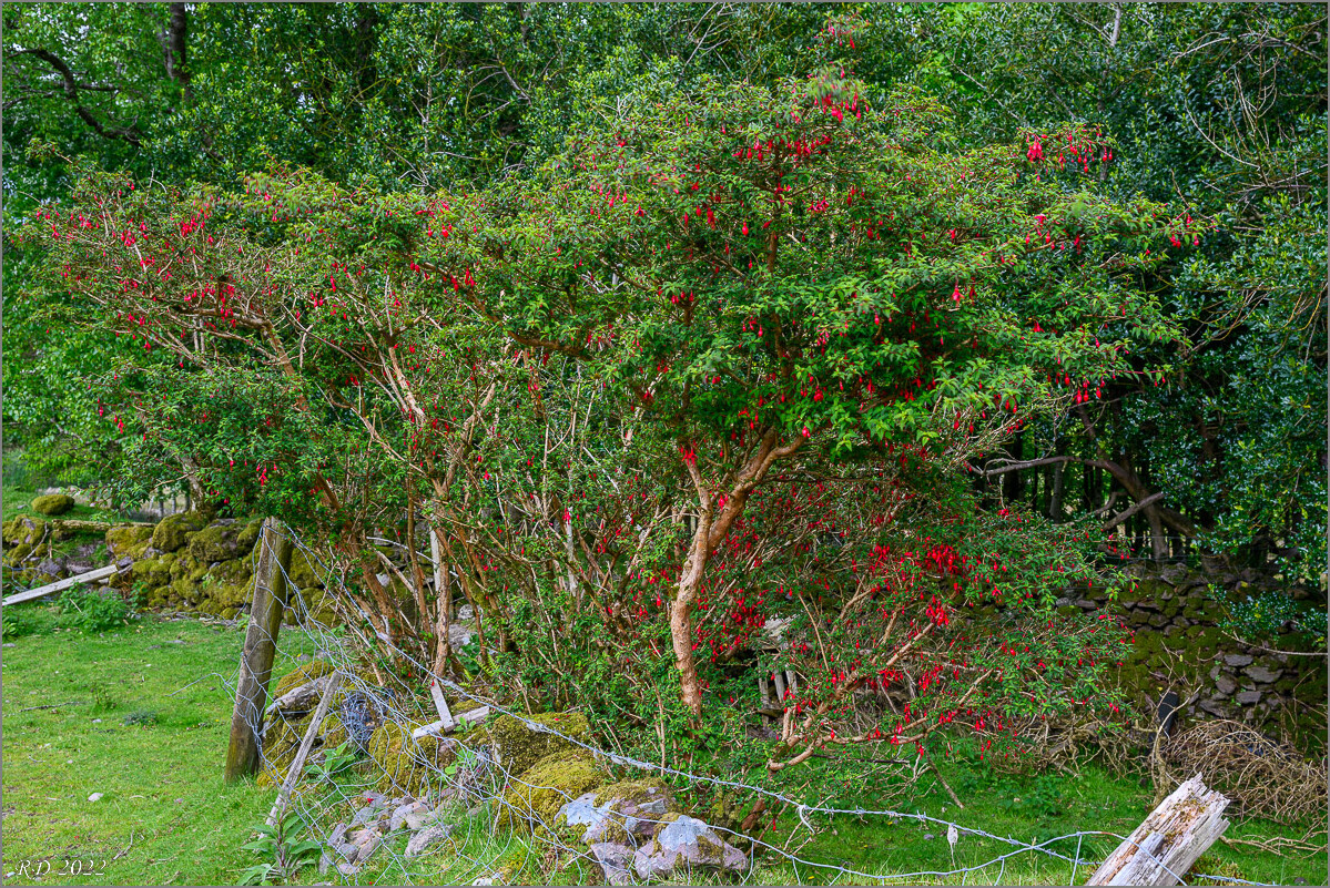 DZ7_4530.jpg
