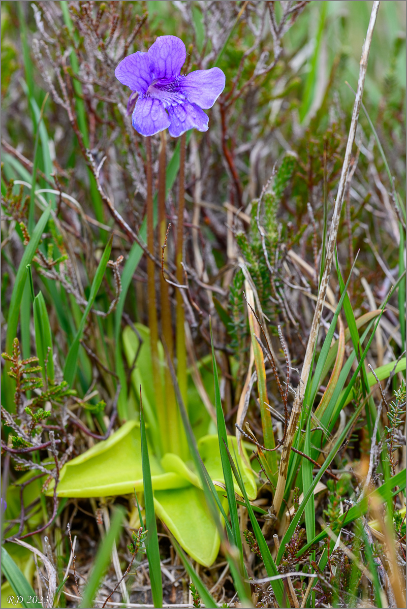 DZ7_5806.jpg