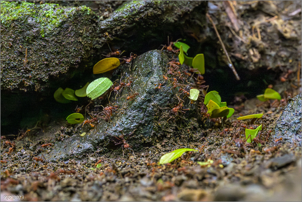 DZ7_6136-Verbessert-RR.jpg