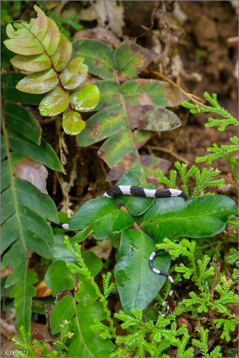 DZ7_6457.jpg