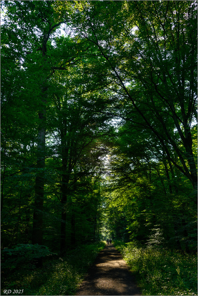 DZ7_7541.jpg