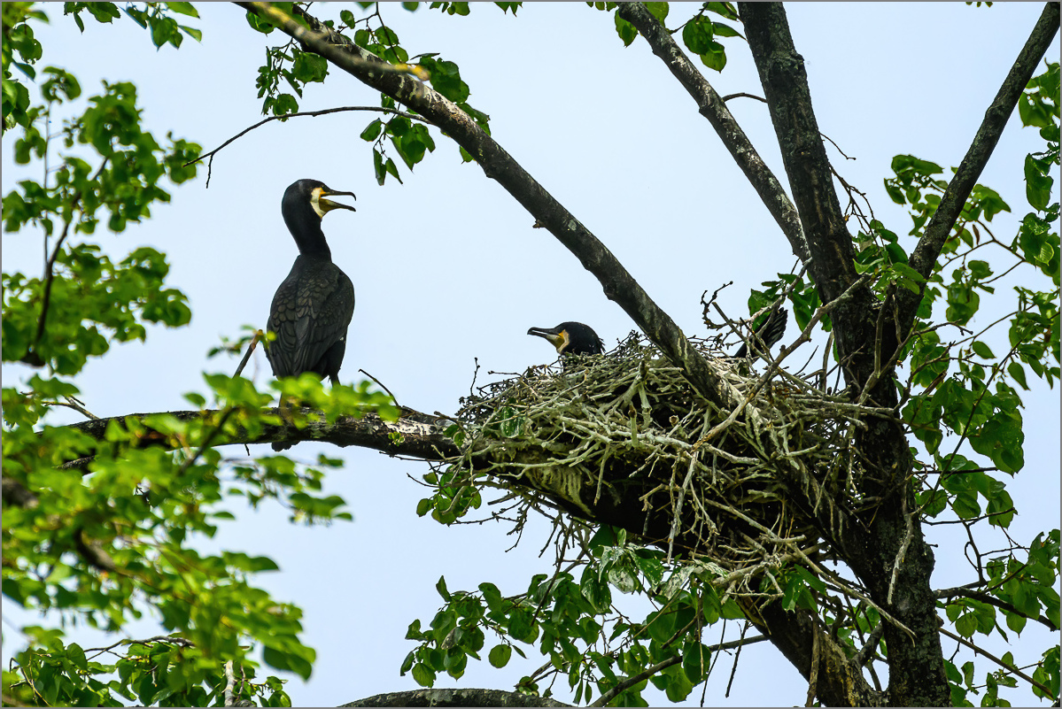 DZ8_3739-Bearbeitet.jpg