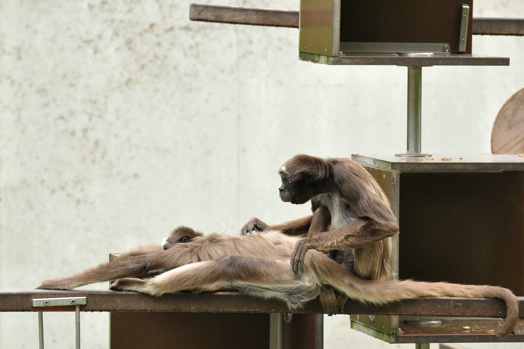 E.T. lebt!

Nikon D90 / Tamron SP 70-300 VC

170.0mm / f/5.6 / 0.0031s (1/320) / ISO 400
