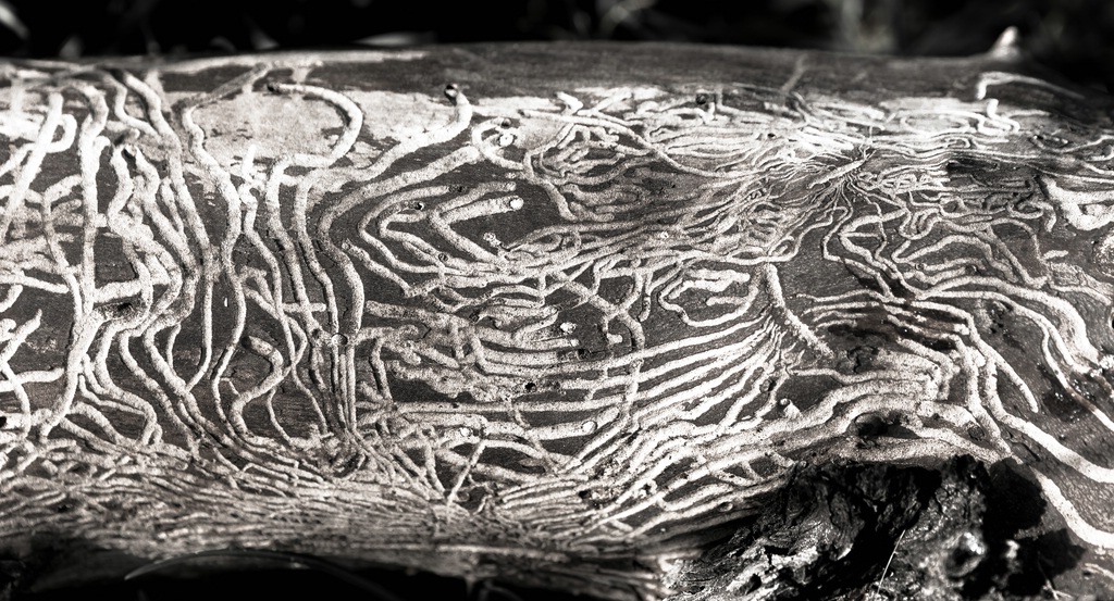 E000040c
