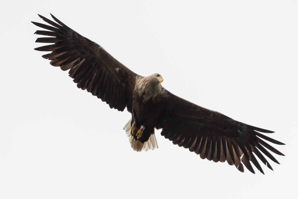 Eagle 1 3