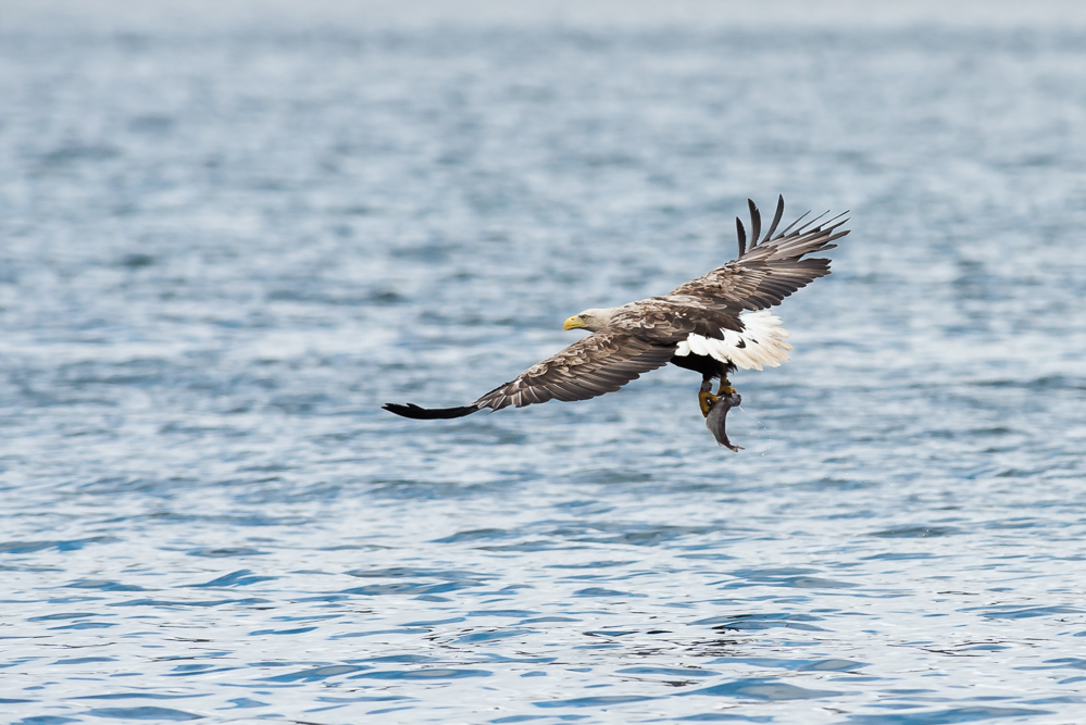 Eagle 1 6