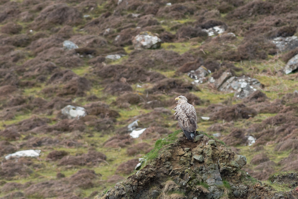 Eagle 1 7