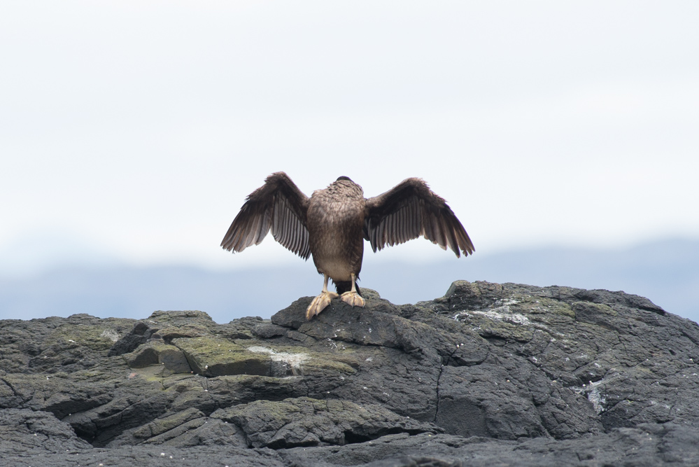 Eagle 1 9