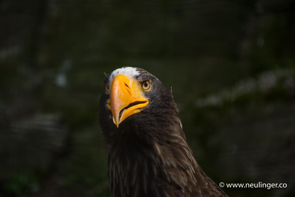 Eagle