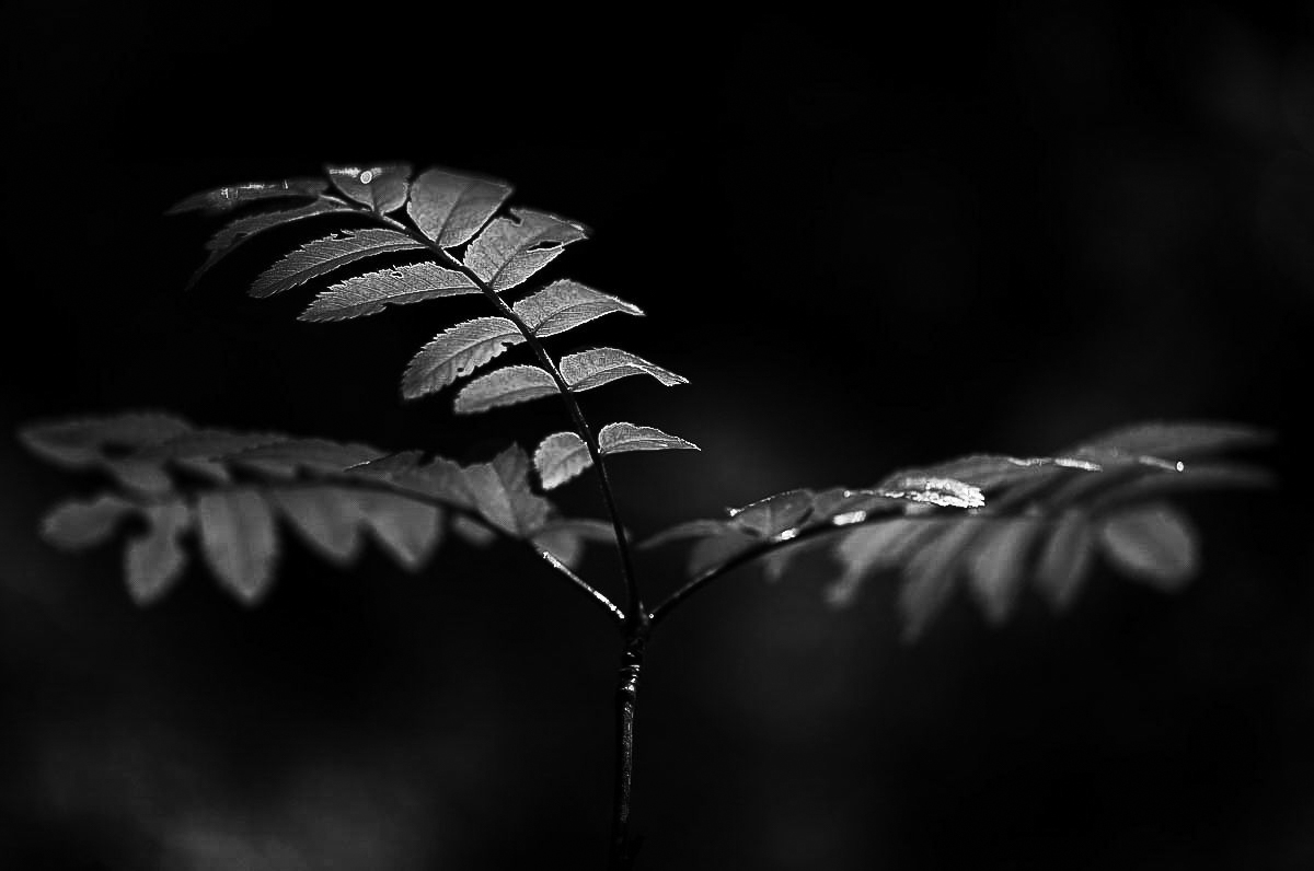 Eberesche BW (1 von 1).jpg