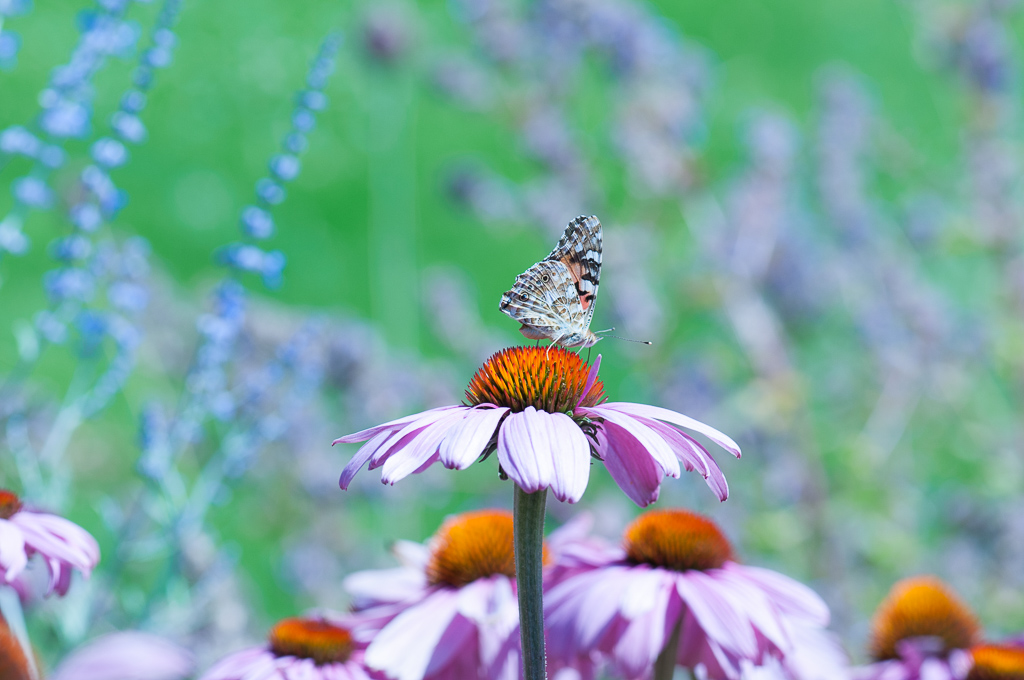 Echinacea purpurea 'Magnus'