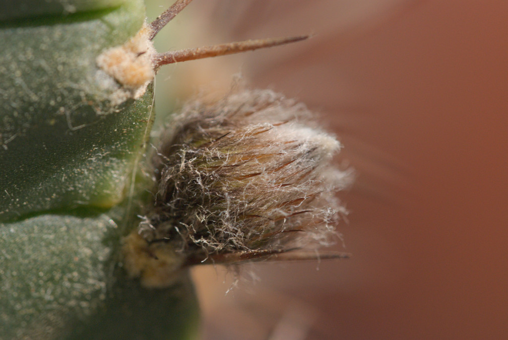 Echinopsis