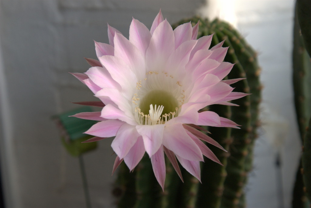 Echinopsis