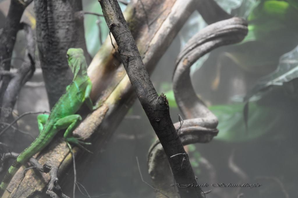 echse im terrarium