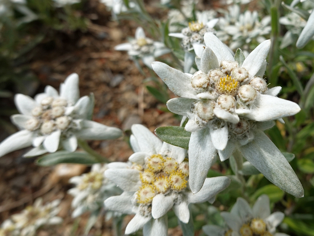 Edelweiss