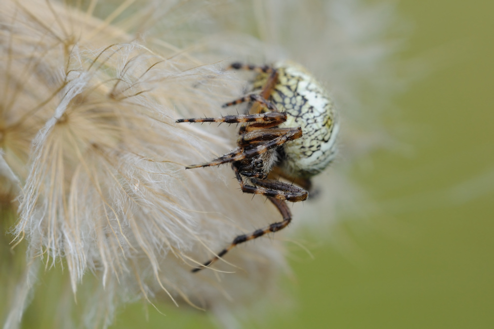 Eichblatt-Radnetzspinne