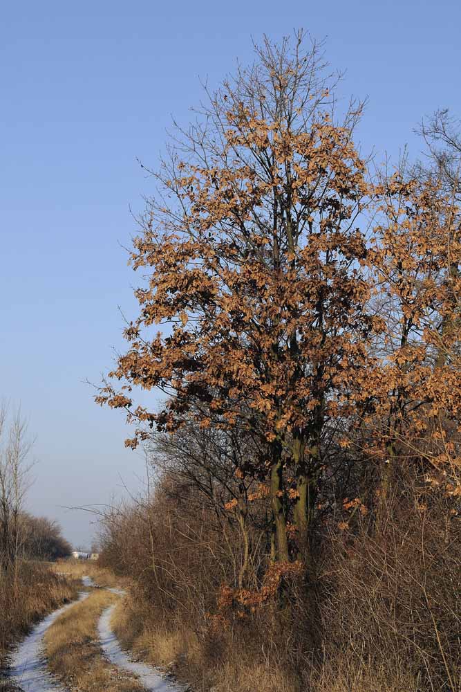 Eiche Arbesthal 01