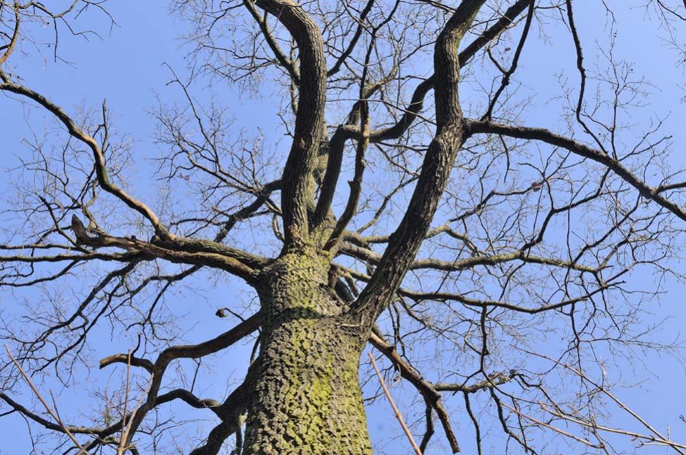 Eiche Arbesthal