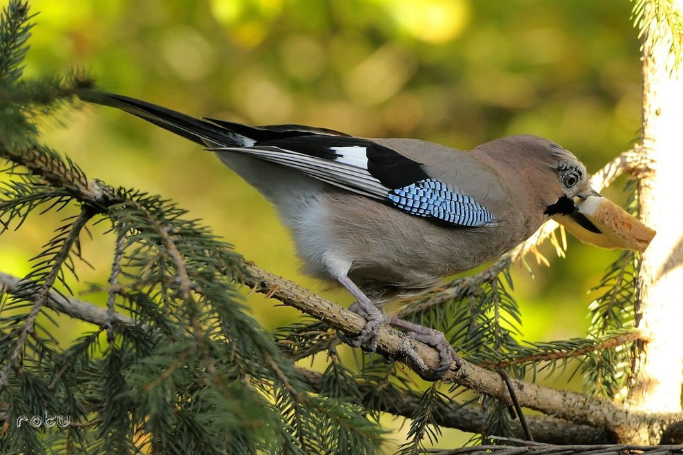 Eichelhäher   002