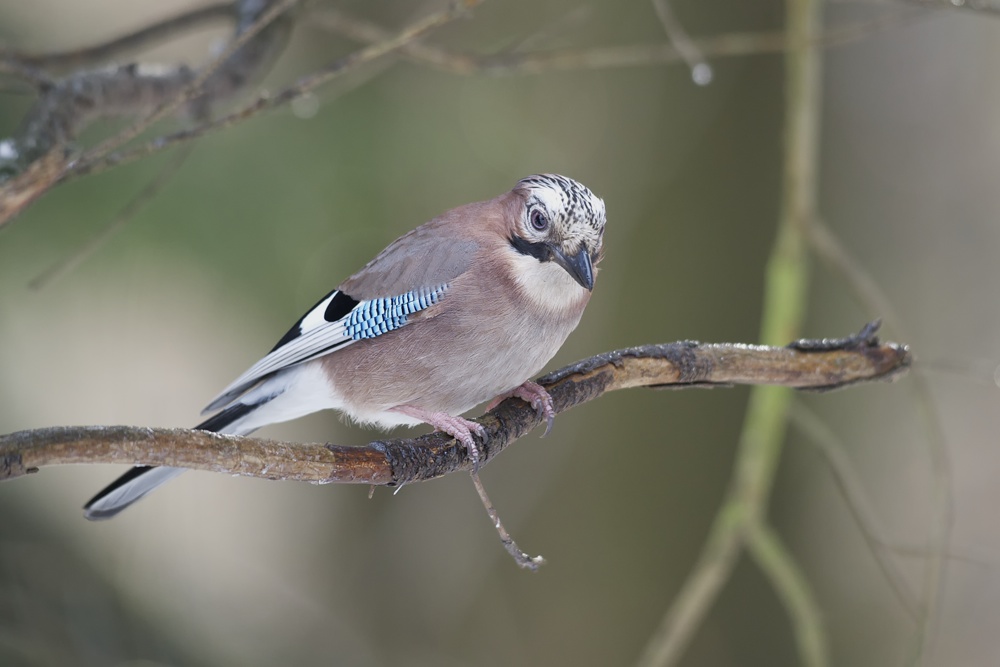 Eichelhaeher (Garrulus glandarius)