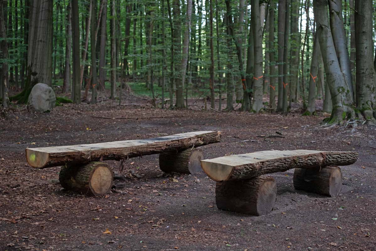 Eichenbänke im Buchenwald.jpg