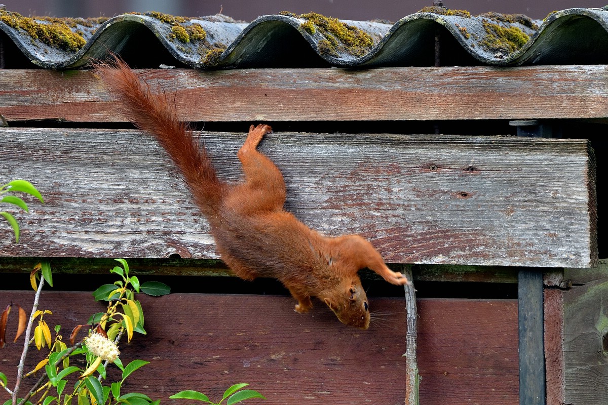 Eichhörnchen 08.jpg