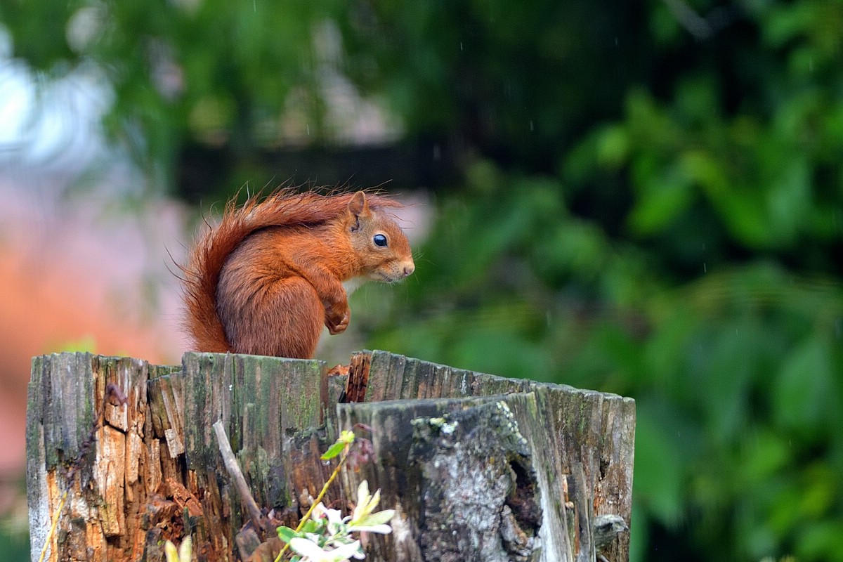 Eichhörnchen 09.jpg