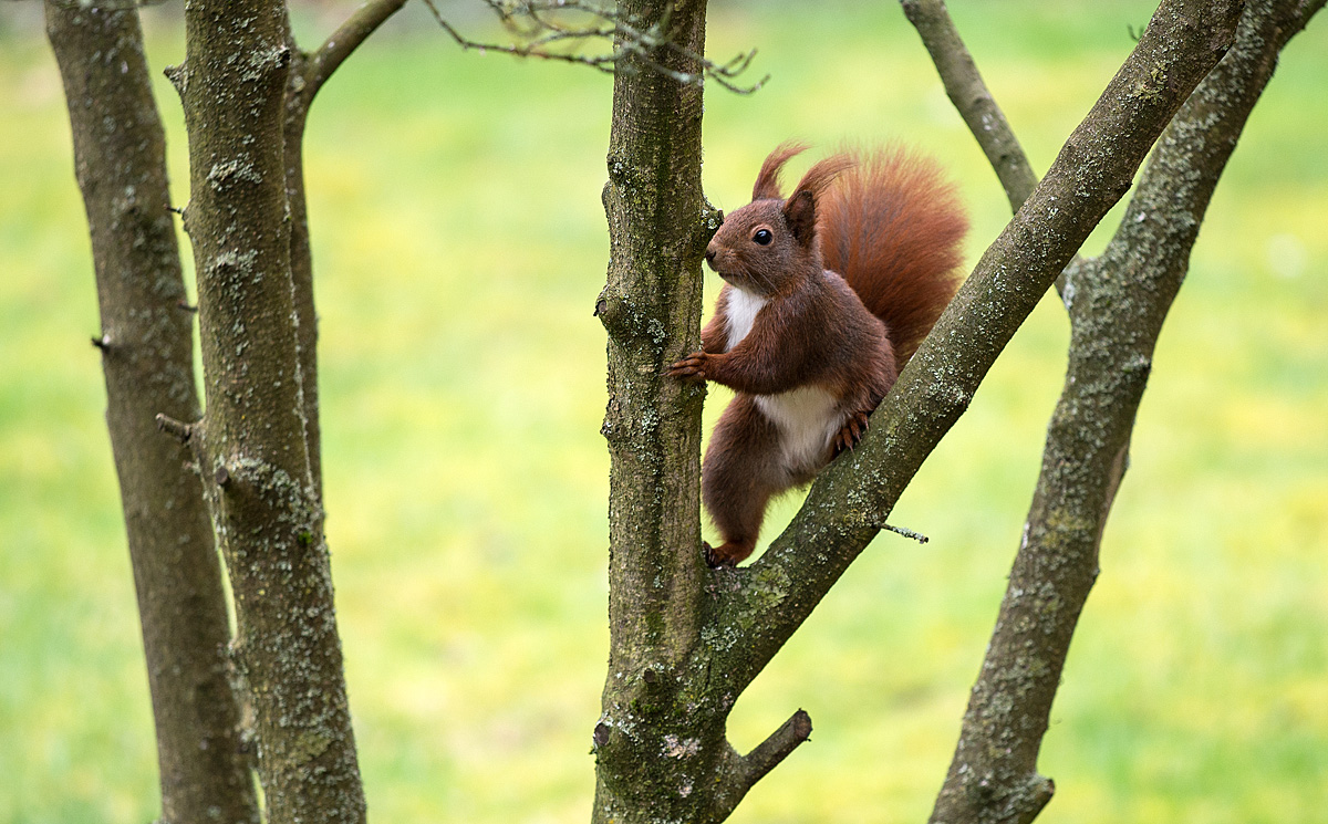 Eichhörnchen 1