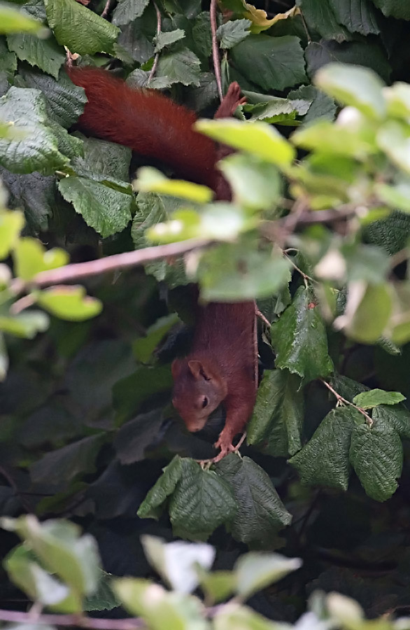 Eichhörnchen 1_1.jpg