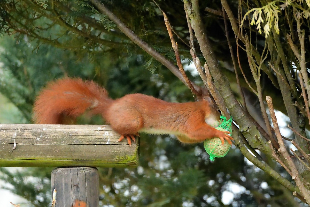 Eichhörnchen 2.jpg