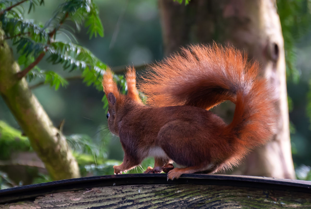 Eichhörnchen 2.jpg